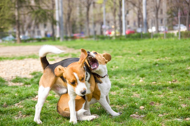 Beagle Care: How to Prevent Biting
