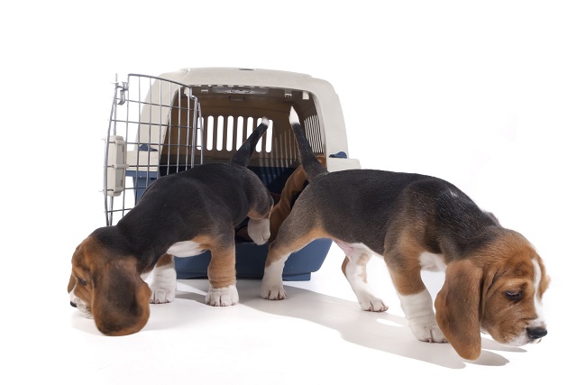 beagle crate training