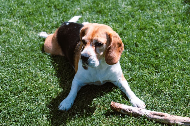 beagle personality and obedience training