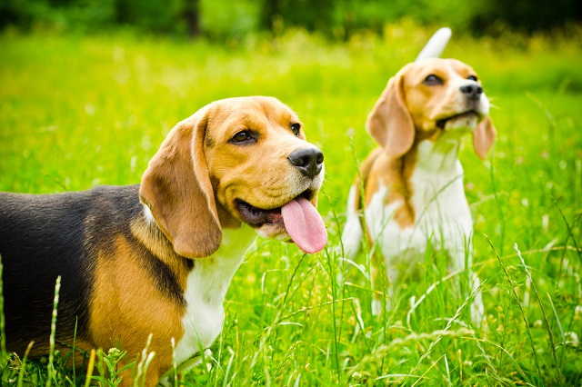 Beagles as Pets