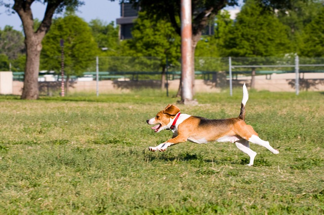 beagle running