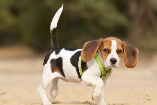 beagle limping