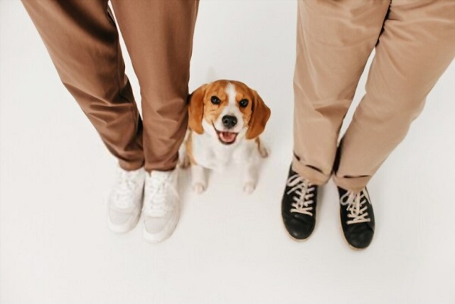 Pros and Cons of Owning Beagles