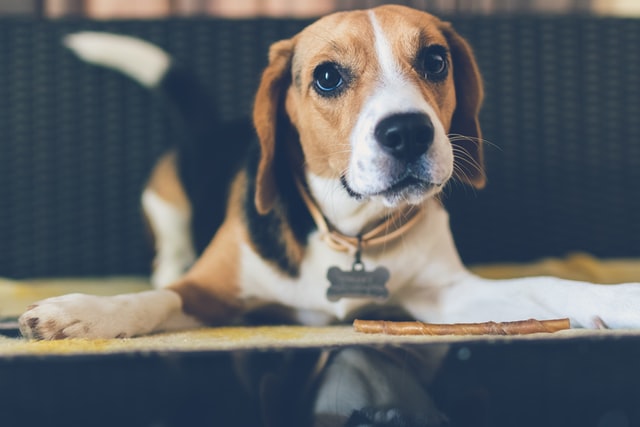 beagle behavior problems