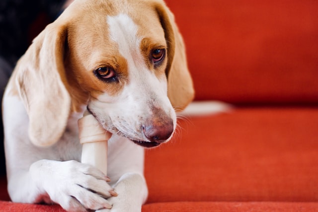 How to train a beagle