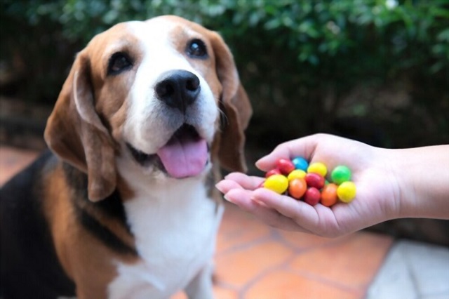 Common Household Items Toxic for Beagles