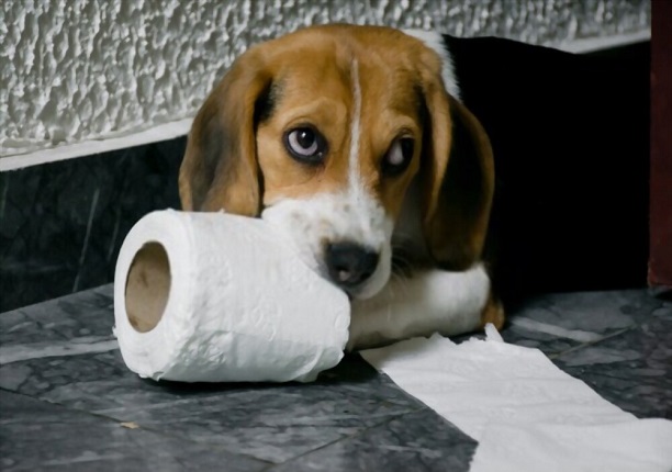 How to potty train beagles