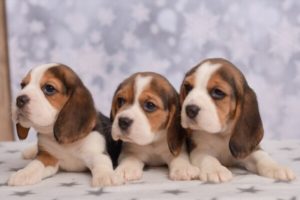 How to take care of beagle puppies