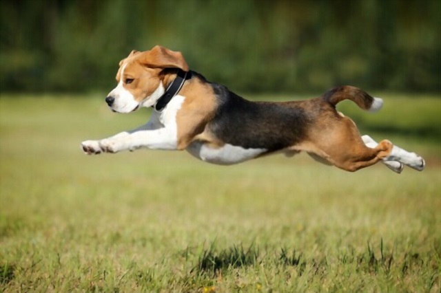 When Does a Beagle Calm Down?