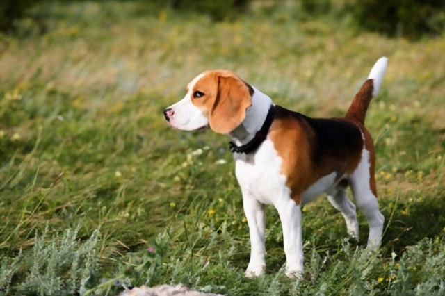 How to Identify a Purebred Beagle