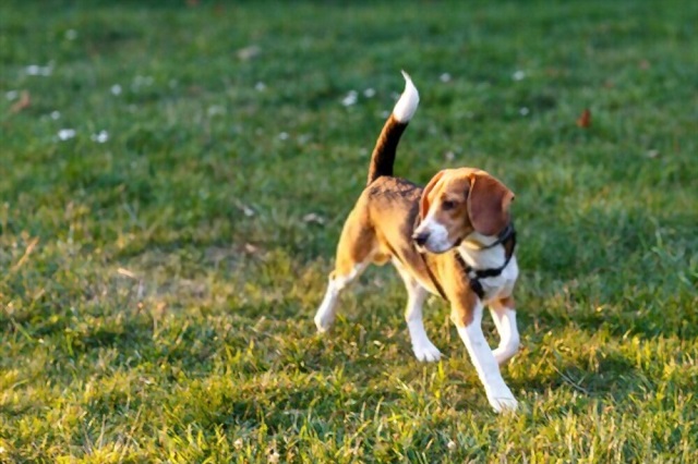 How to Fatten Up a Skinny or Thin Beagle