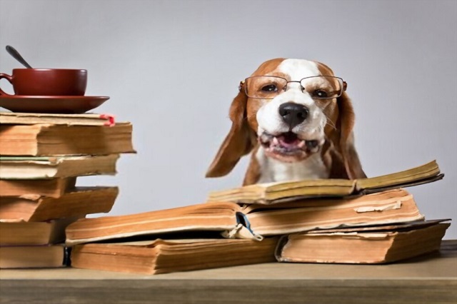 Are Beagles Smart