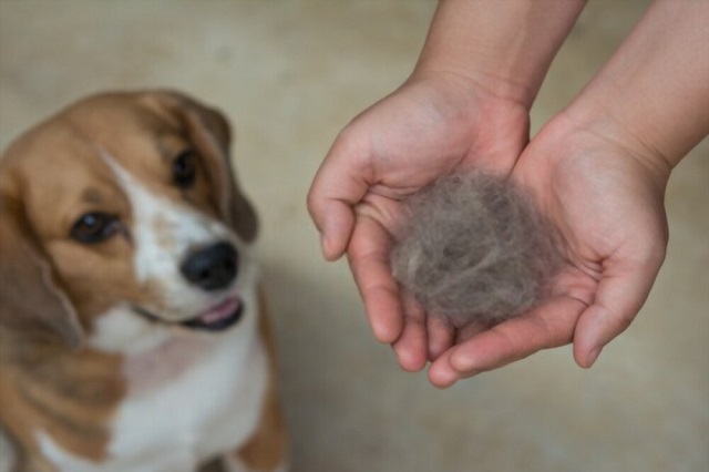 How to Prevent Your Beagle from Shedding
