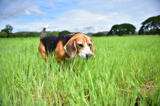 Interesting Facts about Beagle Dogs