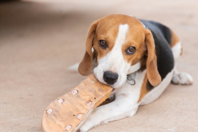 Stop Aggressive or Destructive Chewing in Beagles