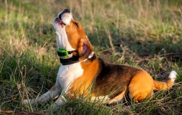 Beagle Barking Baying Howling