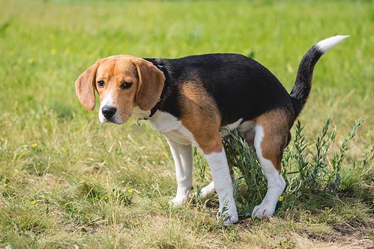beagle diarrhea