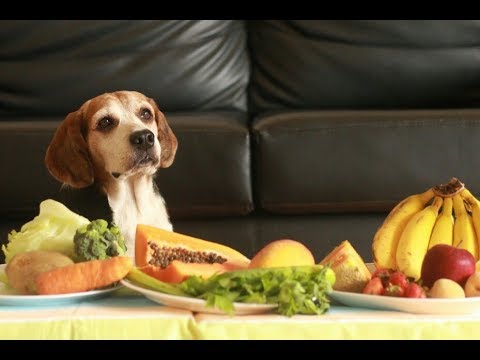 Are Fruits and Vegetables Good for Beagles