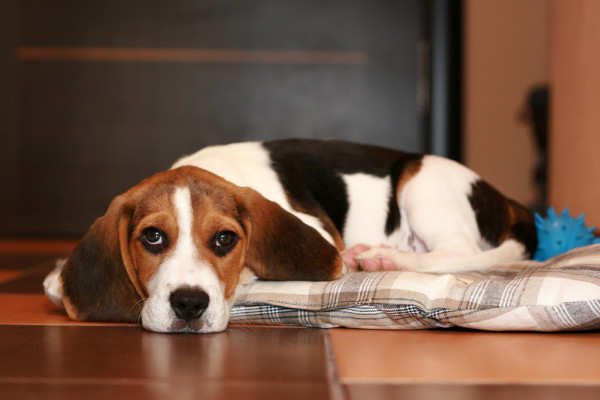 beagle pain syndrome