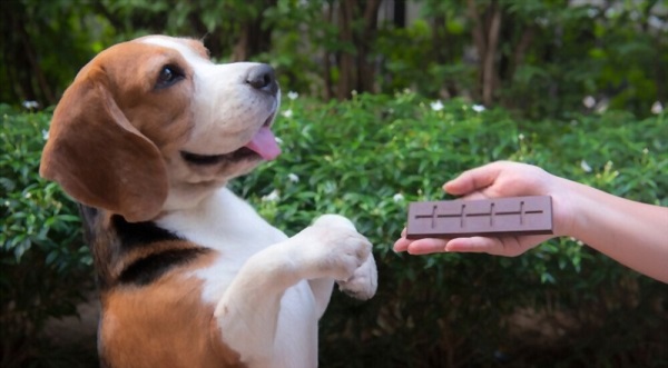 Chocolate Poisoning in Dogs