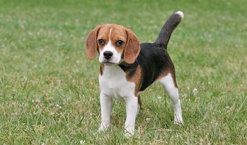 Extend Your Beagle’s Life Span