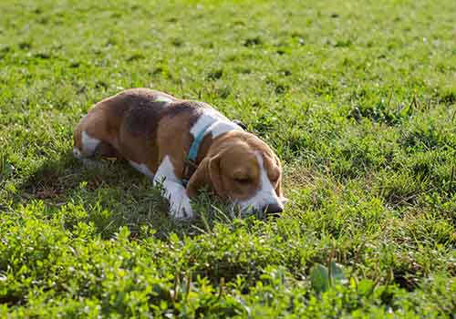 beagle eating poop