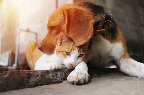 Are Beagles Good With Cats