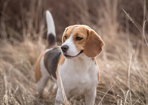Are beagles easy to train